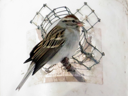 Chipping sparrow Central Park ramble jamiesbirds 1-25-15