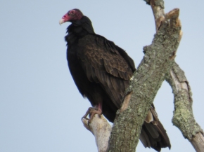 Turkey vulture b CC Eagle Festival 2-7-15 jamiesbirds