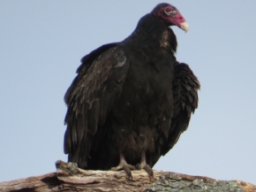 Turkey vulture CC Eagle Festival 2-7-15 jamiesbirds